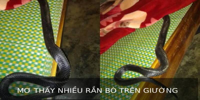 Mơ thấy nhiều rắn bò trên giường 