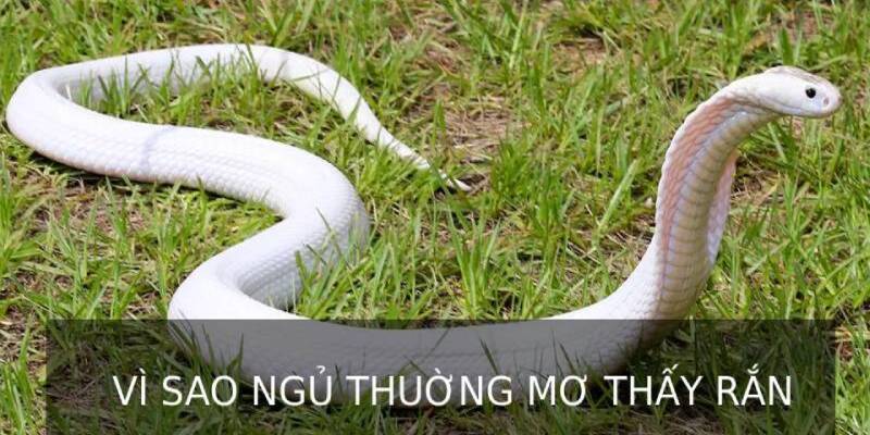 Vì sao khi ngủ thường mơ thấy rắn?