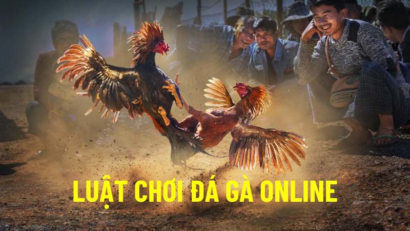 Tổng Quan Luật Chơi Đá Gà Online Những Điều Quan Trọng Để Nhớ